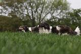 BARZOI 116
